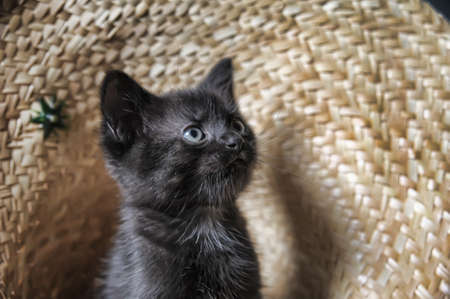 Black Kittenの写真素材