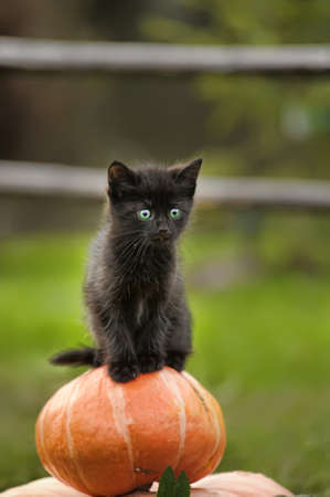 black cat sitting on pumpkinの写真素材