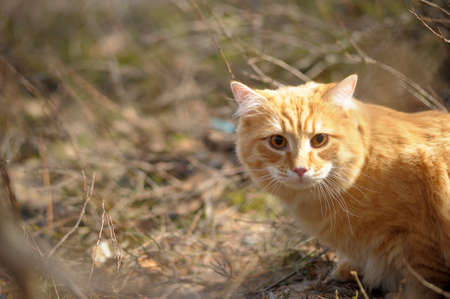 beautiful fluffy ginger cat in the parkの写真素材