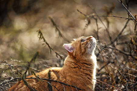 beautiful fluffy ginger cat in the parkの写真素材