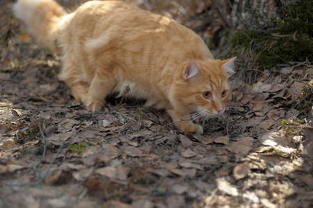 beautiful fluffy ginger cat in the parkの写真素材