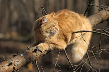 beautiful fluffy ginger cat in the park