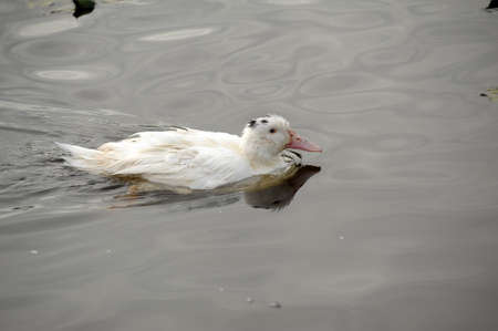 A white goose の写真素材