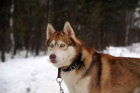red husky