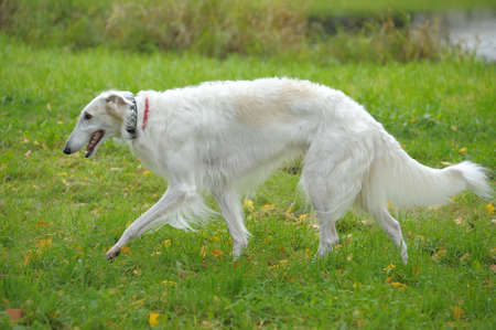 Russian wolfhoundの写真素材