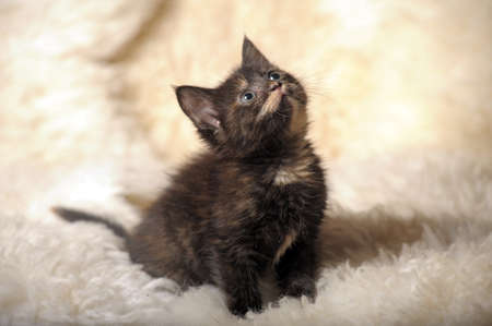 funny little kitten tortoiseshell