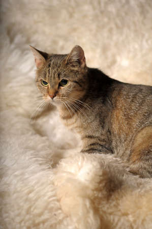 Striped cat