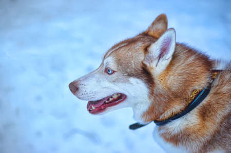 red huskyの写真素材