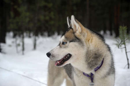 Husky dogの写真素材