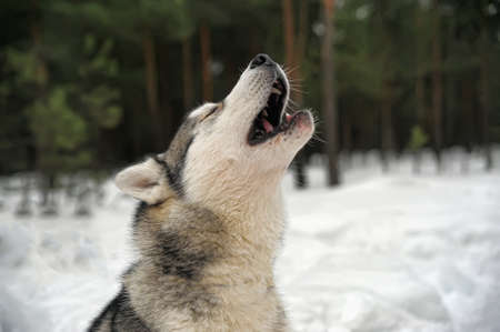 Husky dog