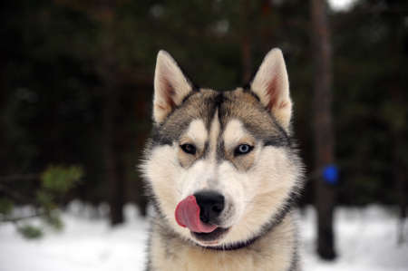 Husky dogの写真素材
