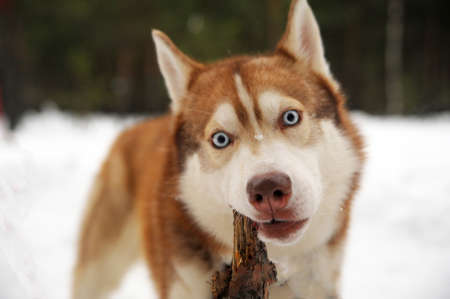 red huskyの写真素材