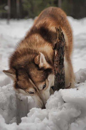 red huskyの写真素材