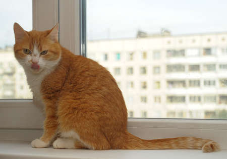 Close-up portrait of a ginger catの写真素材