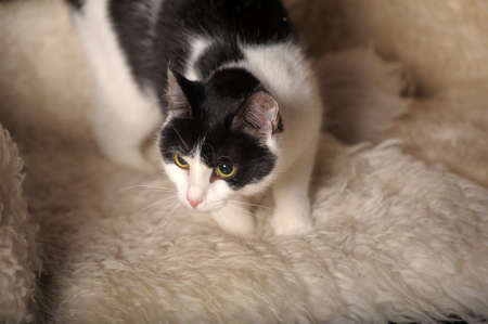It is black a white cat 