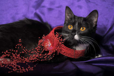 beautiful black and white cat and red necklaceの写真素材