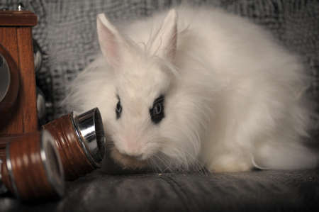 white rabbit and a retro phoneの写真素材