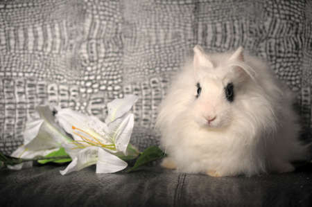 white rabbit and a lily flowerの写真素材