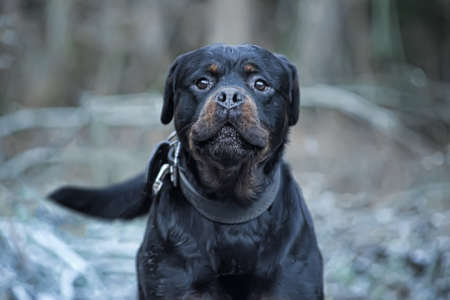 Rottweilerの写真素材