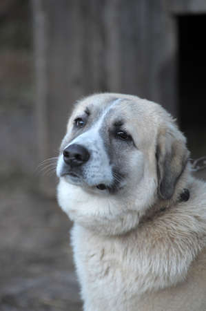 Anatolian Shepherd dog の写真素材