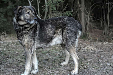 large gray mongrel