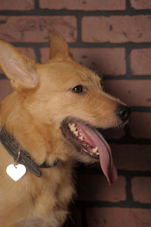 red mongrel half-breed dog