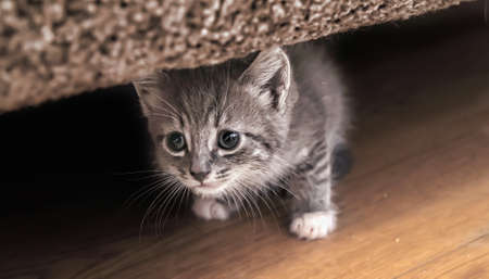 The kitten gets out from under a sofaの写真素材