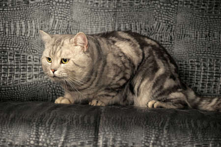 Tabby British Catの写真素材