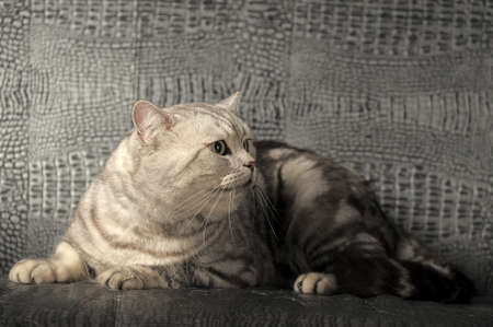 Tabby British Catの写真素材