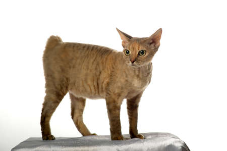 Cat Devon Rex on white background