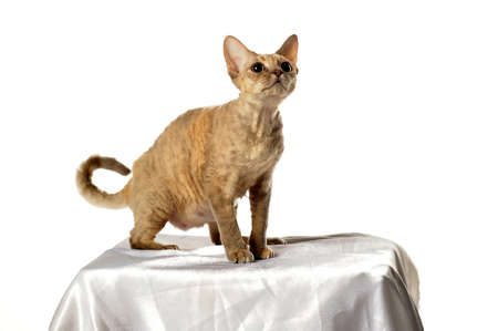 Cat Devon Rex on white backgroundの写真素材