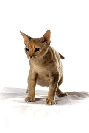 Cat Devon Rex on white background