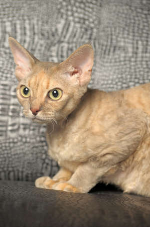 Cat Devon Rex on gray  backgroundの写真素材