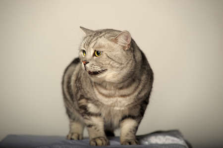 Tabby British Catの写真素材