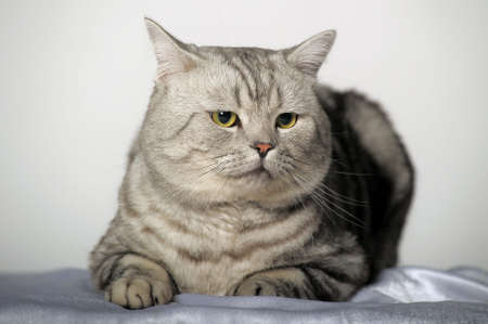 Tabby British Catの写真素材