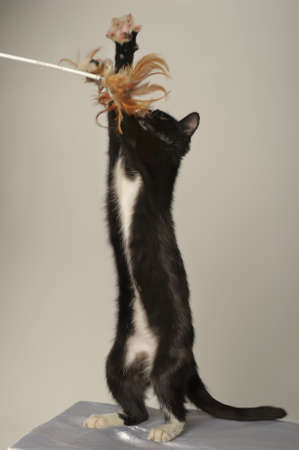young black and white cat is standing on its hind legsの写真素材
