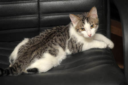 white and gray cat の写真素材