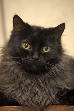 black cat with green eyesの写真素材