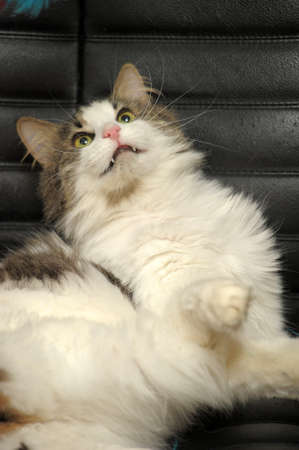 white and gray cat の写真素材