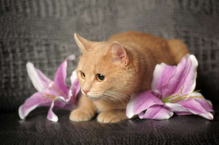 Red cat and lilac lilyの写真素材