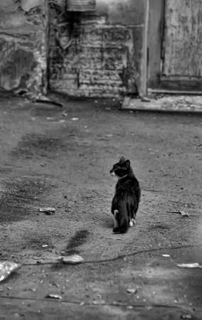 cat on the street
