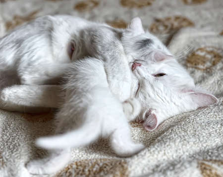 white kitten with mom catの写真素材
