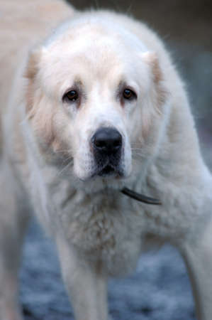 Beautiful alabai central Asian shepherd dog 
