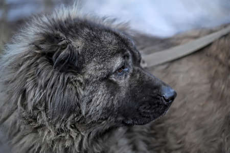 Caucasian Shepherdの写真素材
