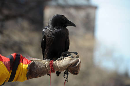 Raven sitting on a hand