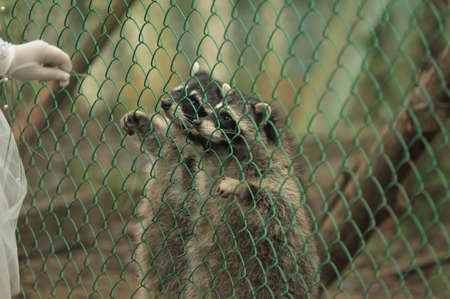 Raccoon pushing paws through a cage lattice