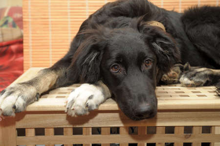 Black Dog 