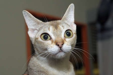 Singapura cat