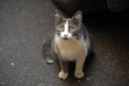 homeless catの写真素材