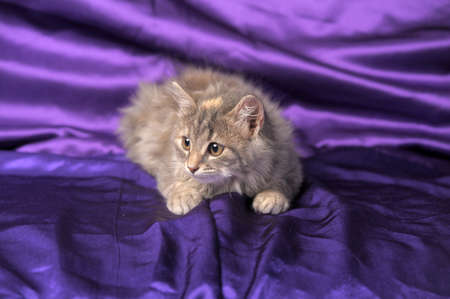 gray fluffy kitten charmingの写真素材